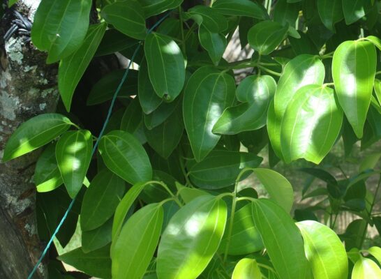 Blätter vom Zimtbaum im Sonnenlicht
